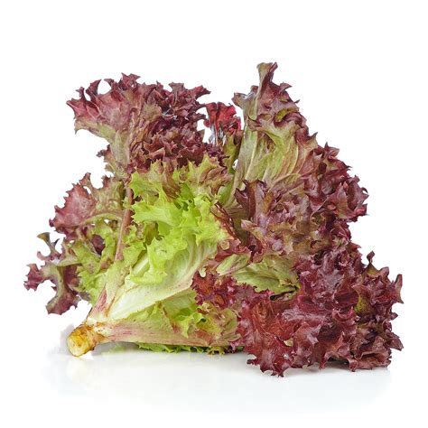 ✓ free for commercial use ✓ high quality images. Red Coral Lettuce | Fresh Groceries Delivery | Redtick