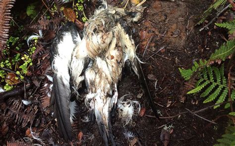 Feral Cats Caught Killing Endangered Seabirds On Kauai Honolulu Star