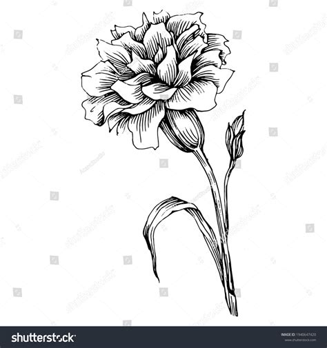 705 Carnation Engraving Images Stock Photos And Vectors Shutterstock