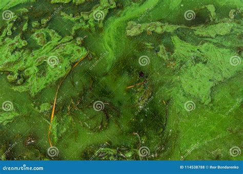 Green Algae Pollution On A Water Surface Stock Photo Image Of Ecology