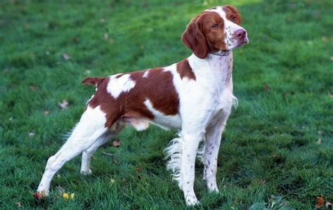 Brittany Dog Breed Information And Pictures Livelife