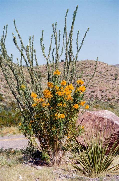 Cactus Blooming Immediately After A Rain In The Chihuahuan Desert