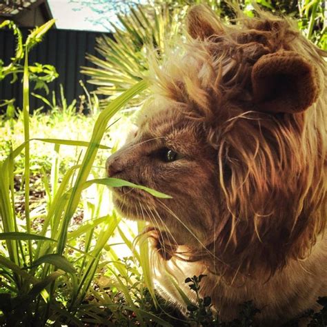 In the jungle (With images) | Lion mane, Lion cat, Cat hat