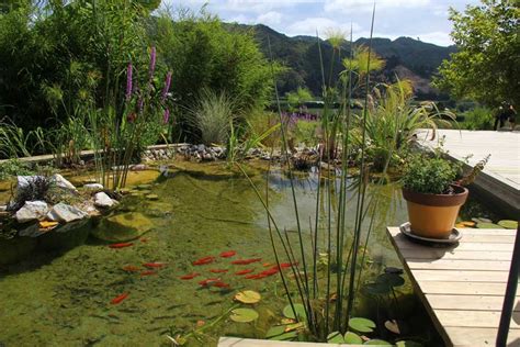 The gang sets for a leisure time at the swimming pool before final exams. Goldfish Ponds - Natural Pools NZ