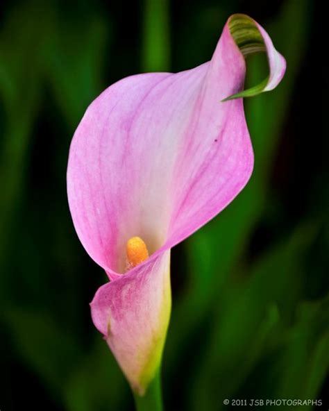 Pink Calla Lilies Flickr Photo Sharing