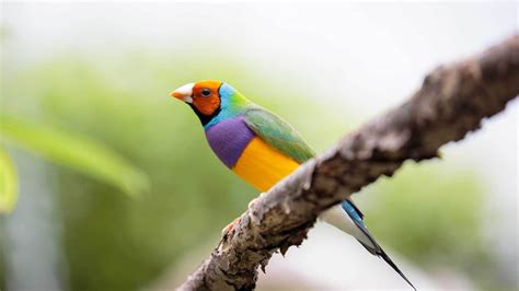 The Gouldian Finch Bird Is Prized For Its Gorgeous Plumage This Small
