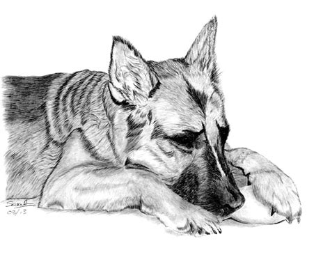 Sarahs Pet Portraits And Art Work German Shepherd Graphite Pencil Drawing
