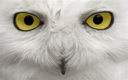 Owl Snowy Wallpapers Eyes Bing Owls Birds
