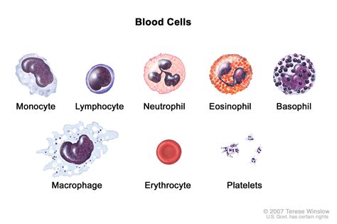 Blood Cells Drawing Shows Six Types Of White Blood Cells Monocytes