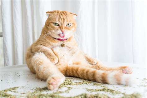 Crush it into a tight ball for your cat to play with.8 x research source. Pet Photographer Captures Cats Going Crazy for Catnip