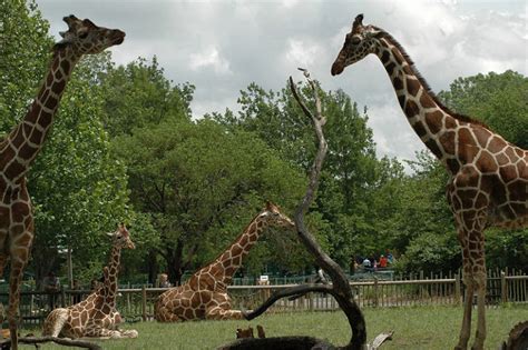 The term zoological garden refers to zoology, the study of animals. A Dark Night at Wichita's Zoo: Wrangling for Power in a ...