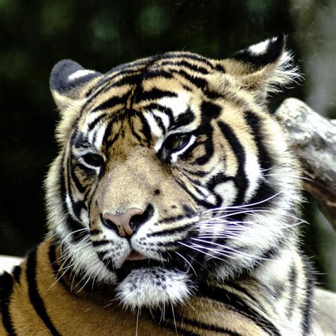 Bengal Tiger Panthera Tigris Tigris Stock Photo Image Of Face