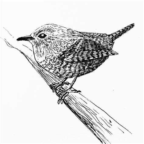 Wren Drawing At Getdrawings Free Download