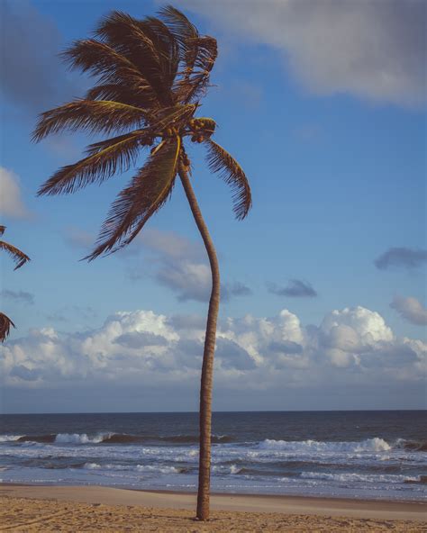 Free Images Sky Beach Palm Tree Arecales Tropics Ocean Sea
