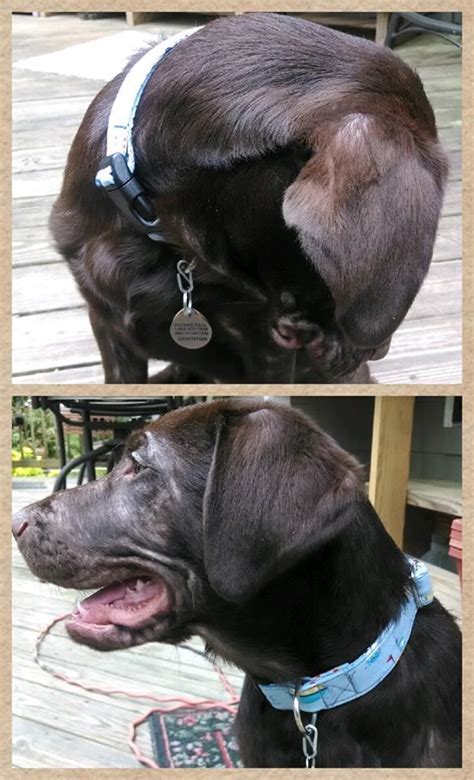 As a rule, the collar should be narrow enough so the dog can move its head and neck comfortably, and the buckle or clasp should be sized appropriately for the size of the dog, saidel tells rover. Shy puppy. Chocolate Lab puppy Duncan. Blue collar ...