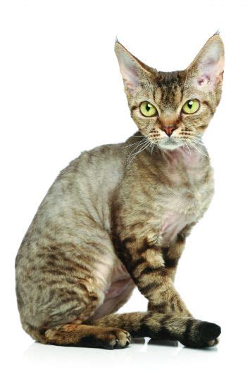 Devon Rex Cat Breed Profile Petfinder