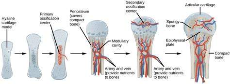 Bone Growth And Development Biology For Majors Ii