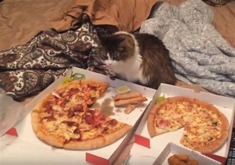 Benefits/negatives of feeding cats squid. Can Cats Eat Pizza