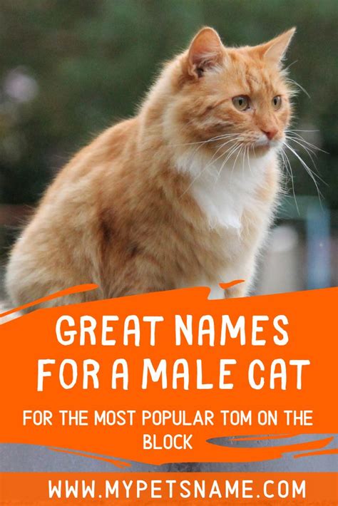Good Cat Names Male Cat Names Male Pet Names Names For Male Cats