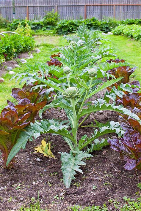 How To Plant And Grow Artichokes Gardener’s Path