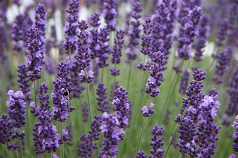 100 English Lavender Seeds Organic Nongmo Hand Picked Bio Etsy