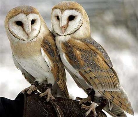 Barn Owl The White Masked Ghost Owl Animal Pictures And Facts