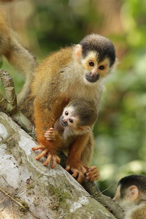 Conserving Costa Rica's smallest monkey, the Squirrel Monkey (Saimiri oerstedii) - Paws Trails