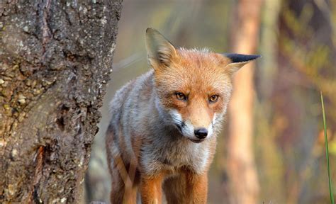 Northern Sydney Regional Fox Baiting Program Pestsmart