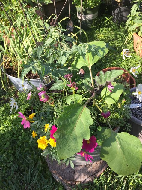 Eggplants are versatile vegetables, so tune in to learn how to succeed with your crop and then make magic in the kitchen. Marigolds, cosmos, and little finger eggplant | Plants ...