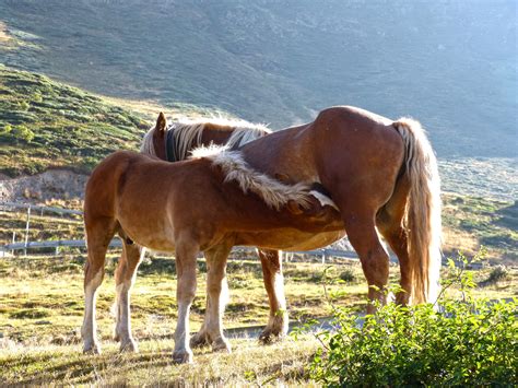 3840x2160 Wallpaper 2 Brown And White Horses Peakpx