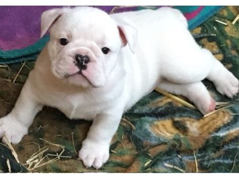 Maybe you would like to learn more about one of these? English Bulldog puppies - Animals - Albany - Georgia - announcement-23985
