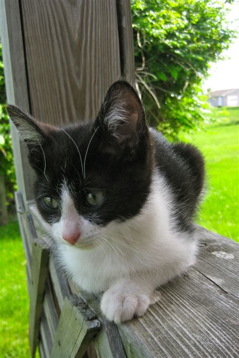 140 Best Tuxedo Cat Images On Pinterest Baby Kittens Tuxedo Cats And