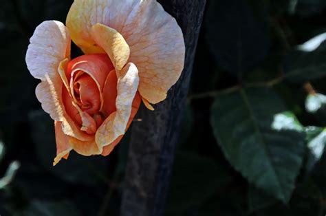 Delicate Orange Rosebud Free Stock Photo Public Domain Pictures