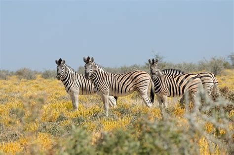 Plains Zebras In Natural Habitat Etosha National Park Stock Photo