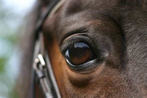 Equine Corneal Ulcer Cytology Why And How — Acvo Members