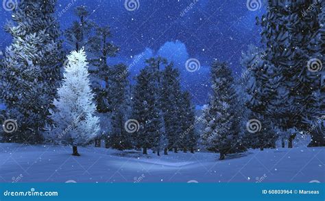 Snowy Pine Forest At Snowfall Night Stock Photo Image 60803964