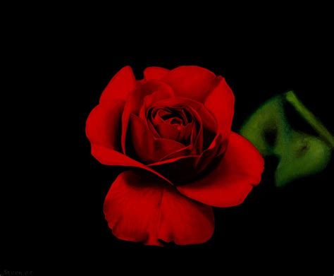 √ Red Roses Black Background