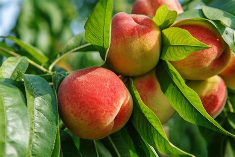 How To Plant And Grow Peach Trees In Our Backyard