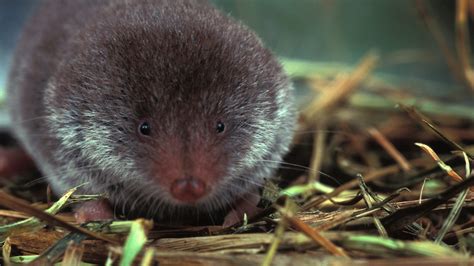 Get To Know The Elliots Short Tailed Shrew