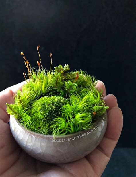 Miniature Moss Dish Garden Wabikusa With Display Case