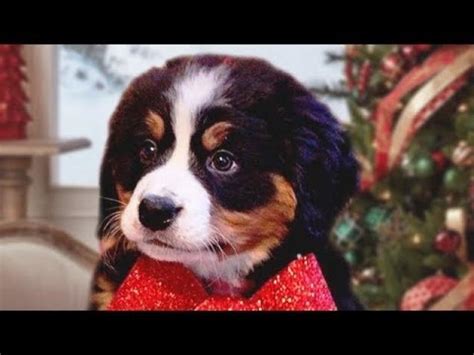 Christmas Puppy Surprise Compilation New Feels Video Ebaums World