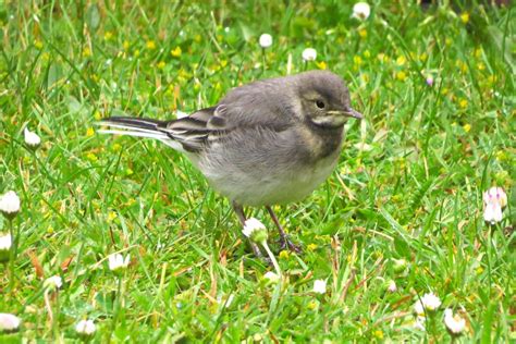 Baby Pied Wagtail In Our Garden Just Adorable By June On Youpic