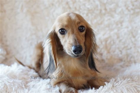 Long Hair Dams Reevesdachs Miniature Dachshunds