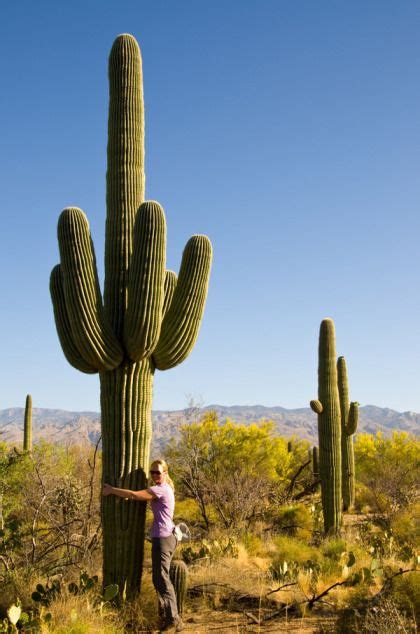 The saguaro cactus (carnegiea gigantea) is the largest cactus in the united states. Saguaro National Park | Arizona landscape, Saguaro ...