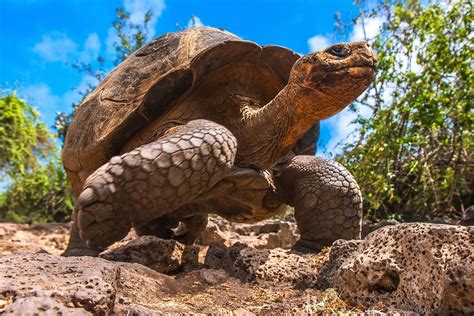 The Slowest Animals In The World - WorldAtlas
