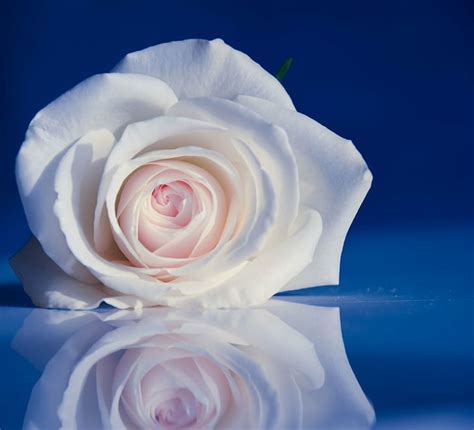 Photo Of White Rose Flower With Reflection Rose Minimalism Photo