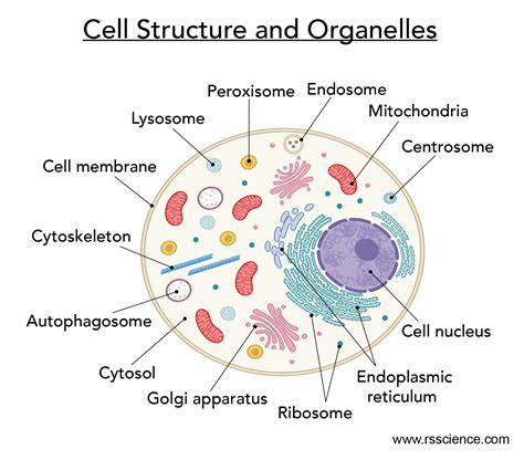 Chart Of Cell Organelles And Their Functions