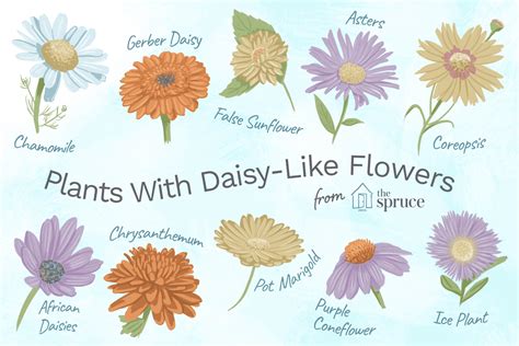 Discover Plants You Can Grow With Daisy Like Flowers Mini Sunflowers