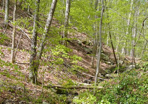 Eastern Deciduous Forest Us National Park Service