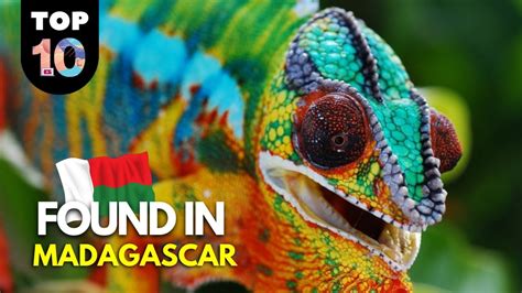 10 Unique Animals Found In Madagascar 🇲🇬 Youtube